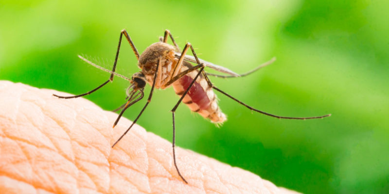 mosquitos
